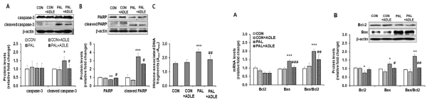 베타세포의 지질독성에 대한 ADLE의 apoptosis 관련 단백질 및 유전자의 변화