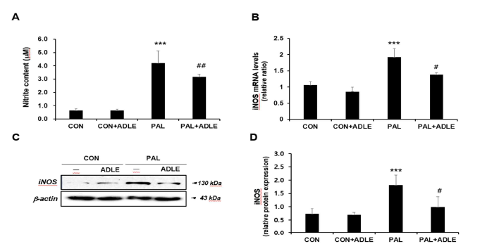 베타세포의 지질독성에서 ADLE에 의한 nitrite의 생성과 iNOS 단백질의 변화