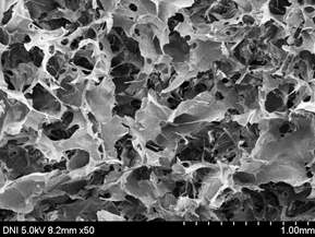 SEM image of freeze-dried sericin