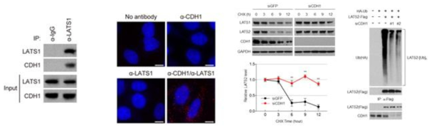 CDH1과 LATS의 결합과 분해 과정