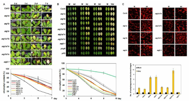 atg1 돌연변이체들의 노화(A)와 영양결핍(B)에 따른 세포사멸 및 자가포식소체 형성(C) 관찰