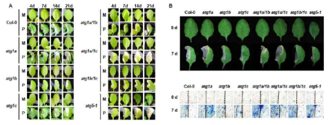 atg1 돌연변이체들의 Pst DC3000 (AvrRpm1) 처리 후 세포사멸 관찰