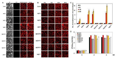 atg1의 Pst DC3000 (AvrRpm1) 처리 후 자가포식소체 형성(A-C) 및 병저항성(D) 분석