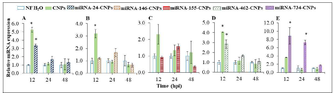 Relative miRNA expression of endogenous miRNA upon delivering the miRNA-CNPs to zebrafish. (A) miRNA-24, (B) miRNA-146, (C) miRNA-155, (D) miRNA-462 and (E) miRNA-734 expression in zebrafish (gills) upon i.p. injections of miRNA-24-CNPs, miRNA-146-CNPs, miRNA-155-CNPs, miRNA-462-CNPs and miRNA-734-CNPs, respectively. Asterisk mark indicates the significant (P <0.05) difference compared to the control group (nuclease free water; NFH2O) at respective time points