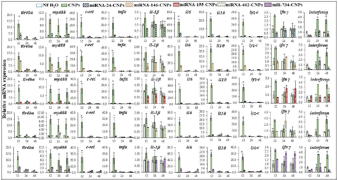 Summary of relative mRNA expression level of selected miRNA regulatory target genes (tlr4ba , myd88 , c-rel , tnfα, il-1β, il6, il10, lyz-c, ifnγ, and interferon ) in the gill of the zebrafish upon administration of miRNAs-CNPs (miRNA-24-CNPs, miRNA-146-CNPs, miRNA-155-CNPs, miRNA-462-CNPs, and miRNA-734-CNPs)