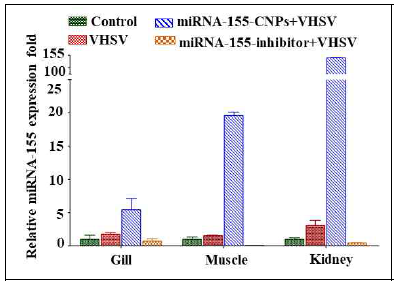 Effect of endogeneous miRNA-155 expression upon miRNA-155-CNPs or miRNA-155 inhibitor with VHSV infection in gill, muscle, and kidney tissues. Expression was normalized to U6 and the relative expression-folds were calculated using 2-(ΔΔCT) method. Values are presented as means ± SE and asterisk marks are used to indicate the significant differences between the treatments (one-way ANOVA, ***P <0.001)