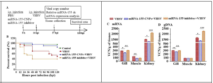 Protective effects of miRNA-155-CNPs in fish against VHSV infection. (A) Schematic representation of the experimental design. Zebrafish were i.p. injected with NF H2O or miR-155-CNPs or miR-155 inhibitors at 0 h. After 14 hpi, VHSV (20 μL of 105 TCID50/mL/fish) was i.p. injected (n=10/replicate) and collected the tissues after infection at 57 h. (B) Fish survival was monitored for 120 h after VHSV infection and the percent survival was determined. Viral (C) mRNA and (D) gRNA copy numbers (VCN) per tissues of VHSV infected gill, muscle and kidney of zebrafish at 57 hpi. VCNs were calculated using absolute quantification method. The asterisk marks are used to indicate the significant difference between the treatments (one-way ANOVA, *P <0.05, **P <0.01, ***P <0.001)