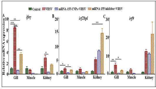 miRNA-155 modulates the VHSV induced antiviral responses. The relative mRNA expression of (A) ifnγ , (B) irf2bpl and (C) irf9 genes upon VHSV infection in gill, muscle, and kidney tissues. Expression was normalized to zebrafish β-actin and the relative expression-folds were calculated using 2-(ΔΔCT) method. Values are presented as means ± SE and asterisk marks are used to indicate the significant differences
