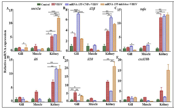 miRNA-155-CNPs is able to regulate VHSV induced inflammatory responses in fish. The relative mRNA expression of (A) socs1a , (B) il1β (C) tnfα (D) il6 (E) il10 and (F) cxcl18b genes upon VHSV infection in gill, muscle, and kidney tissues. Expression was normalized to zebrafish β-actin and the relative expression-folds were calculated using 2-(ΔΔCT) method. Values are presented as means ± SE and asterisk marks are used to indicate the significant differences