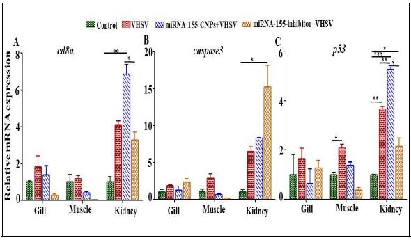 miRNA-155 modulates the VHSV induced apoptotic responses. The relative mRNA expression of (A) cd8 , (B) caspase3 and (C) p53 genes upon VHSV infection in gill, muscle, and kidney tissues. Expression was normalized to zebrafish β-actin and the relative expression-folds were calculated using 2-(ΔΔCT) method. Values are presented as means ± SE and asterisk marks are used to indicate the significant differences between the treatments (one-way ANOVA, *P <0.05, **P <0.01, ***P <0.001)