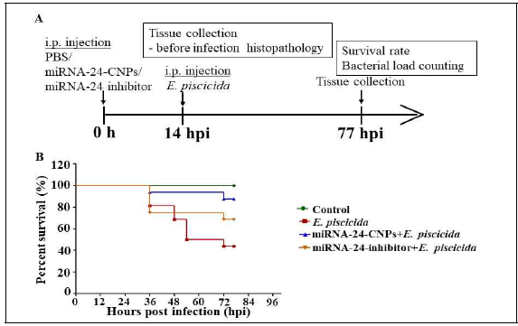 Protective effects of miRNA-24-CNPs in fish against E. piscicida infection. (A) Schematic representation of the experimental design. Zebrafish were i.p. injected with PBS or miRNA-24-CNPs or miRNA-24 inhibitors at 0 h. After 14 hpi, E. piscicida (9.7×106 CFU/mL) was i.p. injected (n=8/group). (B) Fish survival was monitored for 77 h after E. piscicida infection and the percent survival was determined. The asterisk marks are used to indicate the significant difference compared to the control (one-way ANOVA, *P <0.05, ***P <0.001)
