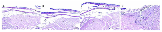 Recovery of fungal infection in miRNA-462-CNPs treated fish upon F. oxysporum challenge. Skin and muscle tissues of (A) PBS injected, (B) CNPs treated, (C) miRNA 462-CNPs treated and (D) inhibitor of miRNA 462-CNPs. Muscle (a) and epithelial layers (b). Arrow indicates the inflamed tissue area