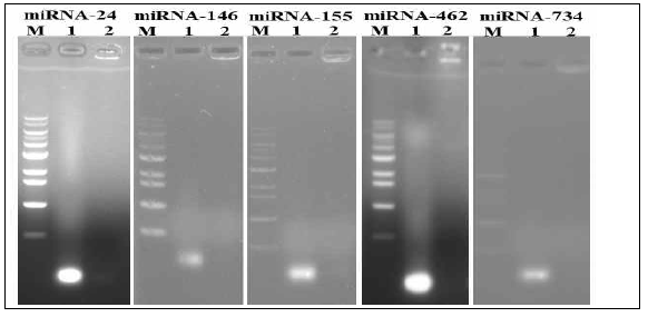 Binding capacity of miRNA mimics to CNPs. miRNA-CNPs (miRNA-24-CNPs, miRNA-146-CNPs, miRNA-155-CNPs, miRNA-462-CNPs, and miRNA-734-CNPs) were run in 1% agarose gel with respective miRNA mimics. M: DNA marker; Lane 1: miRNA mimics (unencapsulated as control); Lane 2: miRNA-CNPs