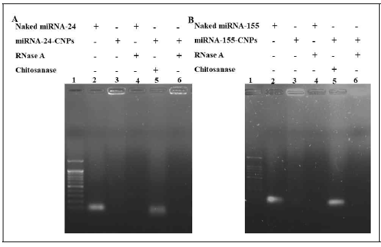 RNA integrity of miRNA-24-CNPs and miRNA-155-CNPs. Lane 1; 100bp DNA marker, Lane 2; 1.5 μg of naked miRNA-24 or 155, Lane 3; 10 μL of miRNA-24 or 155-CNPs suspension (1.5 μg), Lane 4; naked miRNA-24 or 155 incubated with 0.1 μL of RNase A (10 mg/mL) at 37 °C for 5 min, Lane 5; 10 μL of miRNA-24 or 155-CNPs suspension (1.5 μg) incubated with 1.9 μL of chitosanase at 37 °C for 4 h, Lane 6; 10 μL of miRNA-24 or 155-CNPs suspension incubated with 0.1 μL of RNase A at 37 °C for 5 min. RNase A was inactivated by increasing the temperature to 60 °C for 5 min. To each treatment in (A) and (B), 2 μL of 6 × loading buffer was added and run in 1% of agarose gel