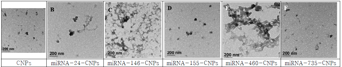 Morphology of encapsulated miRNAs by TEM analysis