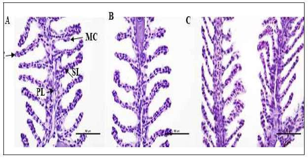 Histopathological changes in gills exposed to miRNA-155-CNPs. (A) Longitudinal histological sections of gill filaments (normal structure) in control group (NF H2O) showed one layer of epithelial cell (EC), primary lamellar epithelium (PL) and mucous cell (MC) lining in the secondary lamella (SL) of the gills. No pathological changes were observed in (B) CNPs and (C) miRNA-155-CNPs suspension injected zebrafish (Magnifications, ×400)