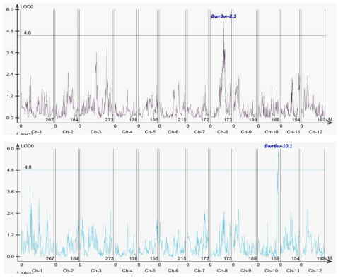 풋마름병 저항성 ‘코네시안 핫’ 고추 품종의 F2 분리집단에서 중균주(HS)를 이용한 병저항성의 4주째(위)와 6주째(아래) scoring 결과에서 탐색된 QTLs