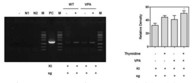 Thymidine과 HDAC inhibitor VPA가 knock-in 효율에 미치는 영향