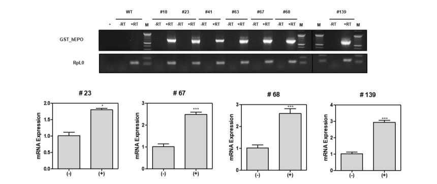 Knock-in된 single 세포에서 lactogenic hormone induction에 의한 mRNA 발현