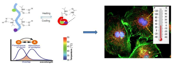 Nano-thermometer의 온도감응성에 의한 FRET 효율 분석으로 세포내 온도 이미징