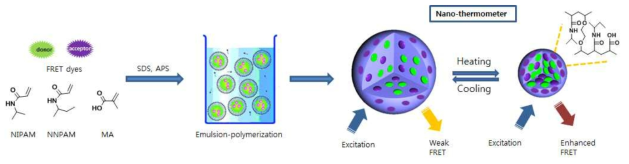 FRET process에 의해 작동되는 온도감응 nano-thermometer 합성 과정