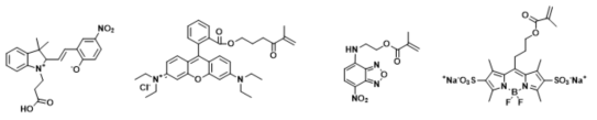 FRET donor/acceptor들에 이용된 다양한 형광 단량체의 구조