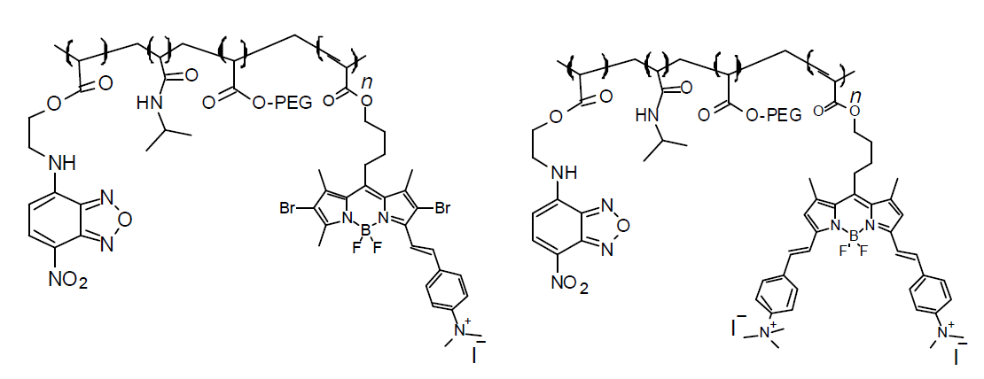 FRET donor/acceptor로 NBD와 BODIPY가 이용된 nanogel의 구조