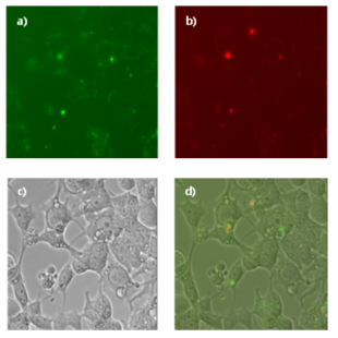 p(NIPAM-NBD-SP) nanogel이 transfection된 HEK-293 cell들의 사진. Fluorescence images (a) under green laser excitation, (b) under red laser excitation (10분 동안의 365 nm UV light 조사). (c) Bright-field image. (d) Merged view after serial green/red laser excitation