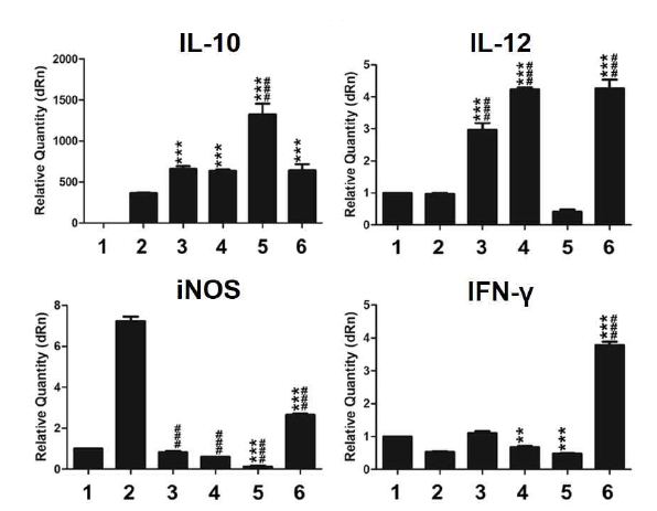 Macrophage를 이용한 IL-10, IL-12, iNOS, IFN-γ의 사이토카인 유도능 결과