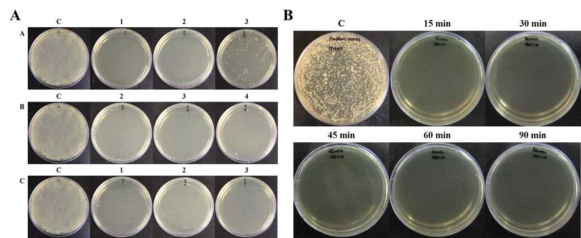 각 화합물의 MIC 결정을 위한 도말(그림 A: NaOH(A), HCl(B), H2SO4(C)) 및 MIC 농도의 H2SO4를 이용한 시간별 처리 결과(그림 B: 0, 15, 30, 45, 60, 90분)