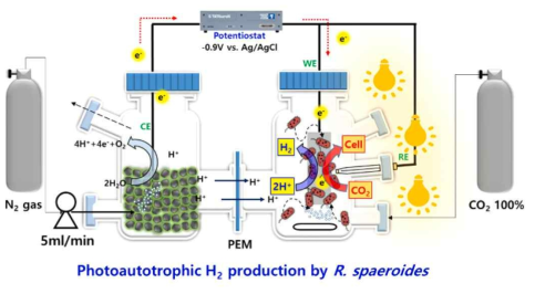 광합성 Rhodobacter sphaeroides의 생물전기화학반응기에서 수소생산