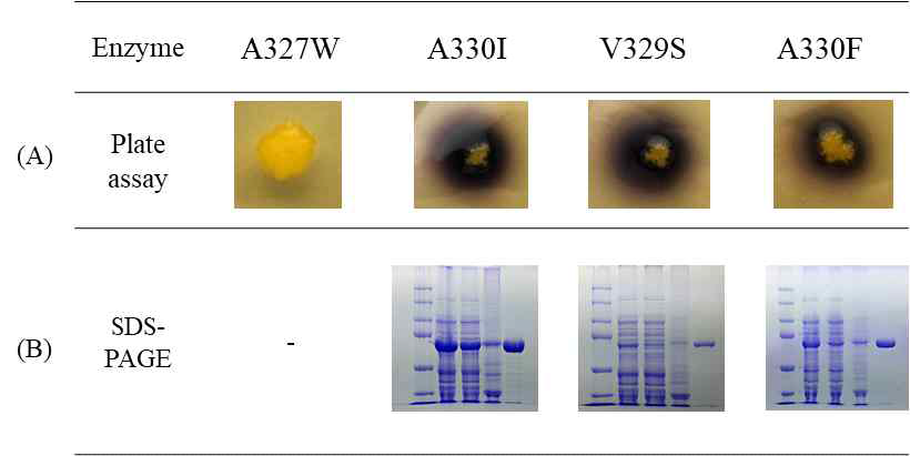 제작된 돌연변이 효소의 활성 및 정제