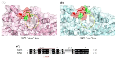 DGAS의 open/closed형태 및 아미노산 염기서열 비교