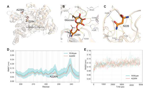 DGAS의 molecular dynamics 시뮬레이션의 구조 모델