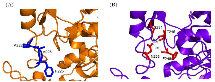 DGAS (A)와 DGAS-A226N (B)의 Loop 3의 내부 상호작용