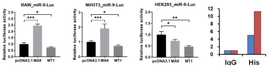 Luciferase assay와 ChIP으로 확인한 MLL-TET1과 MLL-AF9에 의한 miR-9의 조절