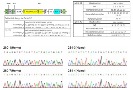 CRISPR/Cas9을 활용한 OsNAC17 돌연변이체 선발