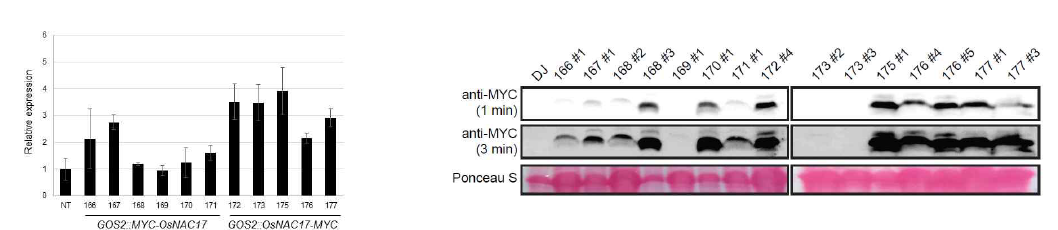 OsNAC17 MYC tagging 형질전환체 선발 및 단백질 발현 확인