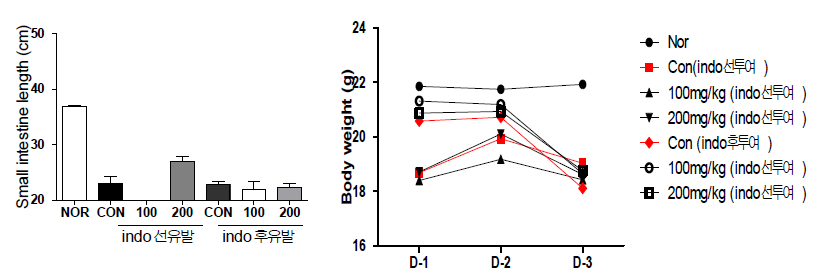 Sodium alginate + Indomethacin의 선 혹은 후 투여시 소장의 길이 변화(좌)와 체중 변화(우)