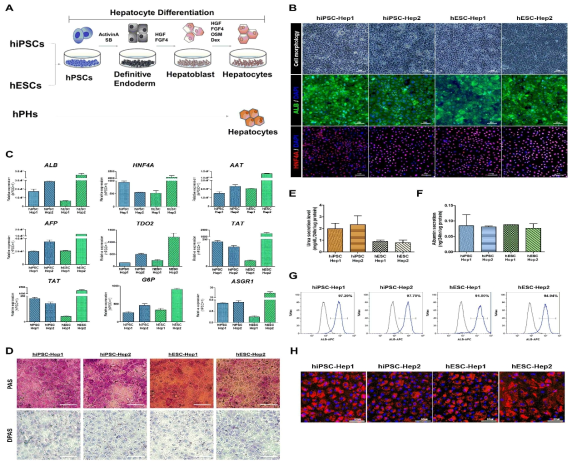 인간 역분화줄기세포 유래 간세포(hiPSC-Hep, 2종) 및 배아 줄기세포 유래 간세포(hESC-Hep, 2종)의 특성 및 기능성 검증