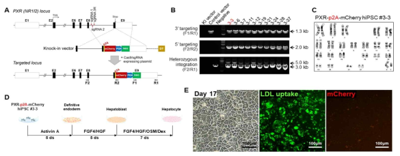 PXR-p2A-mCherry 리포터 줄기세포주 제작 및 간세포 분화유도