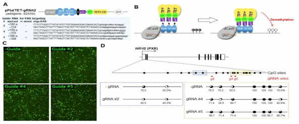 CRISPR/dCas9 시스템을 통한 PXR 유전자 영역의 DNA 탈메틸화 검증