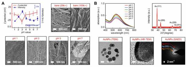 (A) pH 값에 따른 종이 기판의 제타 전위 변화와 SERS 효과 변화 및 그 값에 해당하는 기판 위에 합성된 골드나노파티클의 분포, (B) SILAR 방식을 이용하여 합성된 골드나노파티클의 특성