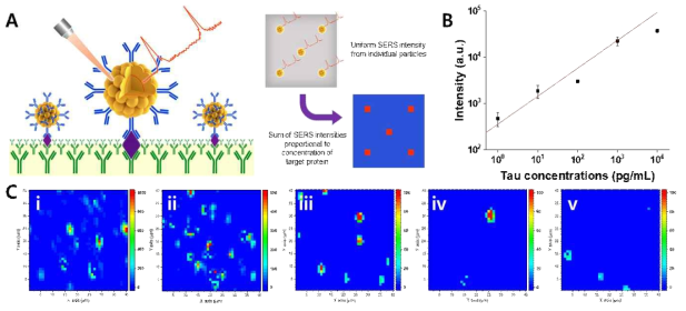 (A) core-shell 나노구조체에 tau protein을 인식할 수 있는 항체를 이용하여 뇌질환 관련 단백질을 농도별로 검출하여 구분할 수 있는 SERS 바이오 센싱 기술 개발, (B) PBS 내에 존재하는 tau 단백질 농도 (1-10,000 pg/mL)에 따른 SERS 세기의 합 (sum) 변화와 (C) 그에 해당하는 Raman mapping (i; 10,000 pg/mL, ii; 1,000 pg/mL, iii; 100 pg/mL, iv; 10 pg/mL, v; 1 pg/mL)