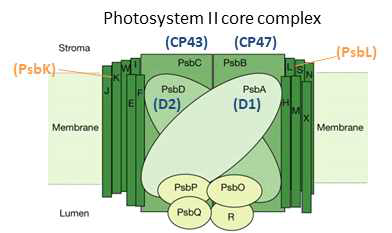 Photosystem II 구성 요소 중 발현량 감소 유전자 (파란색 글씨) 와 증가한 유전자 (주황색 글씨)