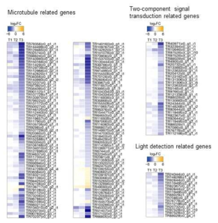 공배양 후 A. tamarense 내 Microtubule 관련, Two-component 신호 전달 관련, 빛 감지 관련 유전자들의 T1(2h), T2 (6h), T3 (12h) 에서 발현량 감소