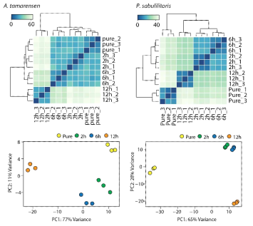 A. tamarense 와 Pseudoruegeria sp. 의 공배양 후 시간별 유전자 발현 패턴의 correlation 및 PCA 분석