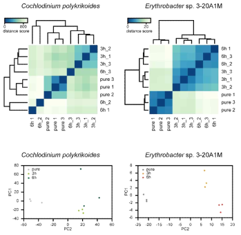 C. polykrikoides 와 Erythrobacter sp. 3-20A1M의 공배양시 시간에 따른 각각의 유전자 발현 변화의 correlation 및 PC 분석