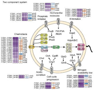 Erythrobacter sp. 3-20A1M의 공배양시 chemotaxis 관련 유전자 발현 분석