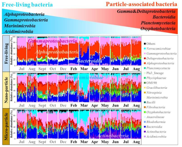 The spatiotemporal changes of bacterial community compositions across the sampling period. OTUs were grouped at the level of class. Only those of classes that contributed more than 1% in total bacteria are listed